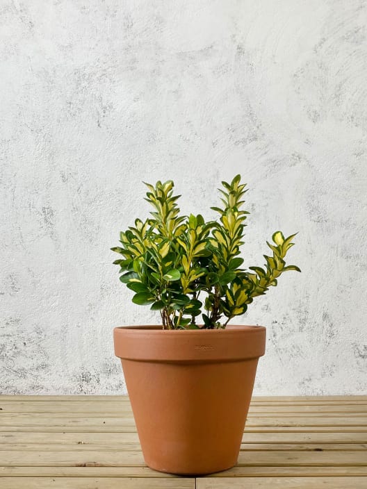 Evónimo Luna - Euonymus japonicus 'Mediopicta'