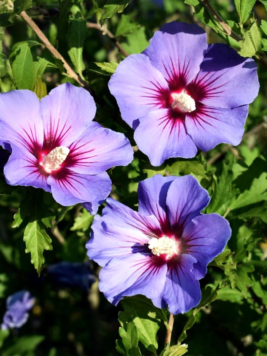 Hibiscus syriacus