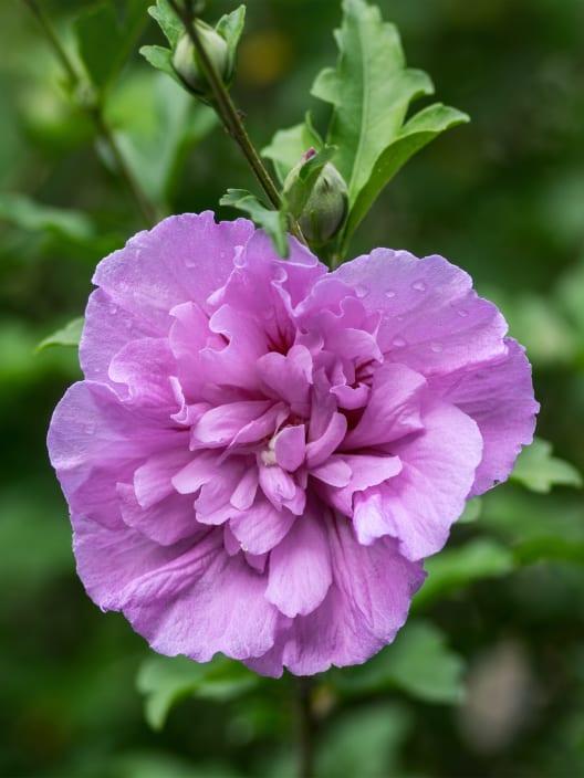 Hibiscus syriacus