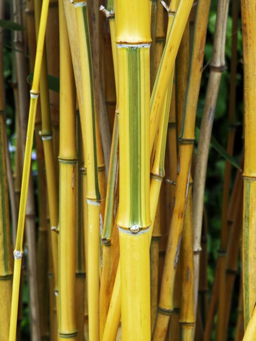 Phyllostachys aureosulcata 'Spectabilis' (Bambú de surco amarillo)