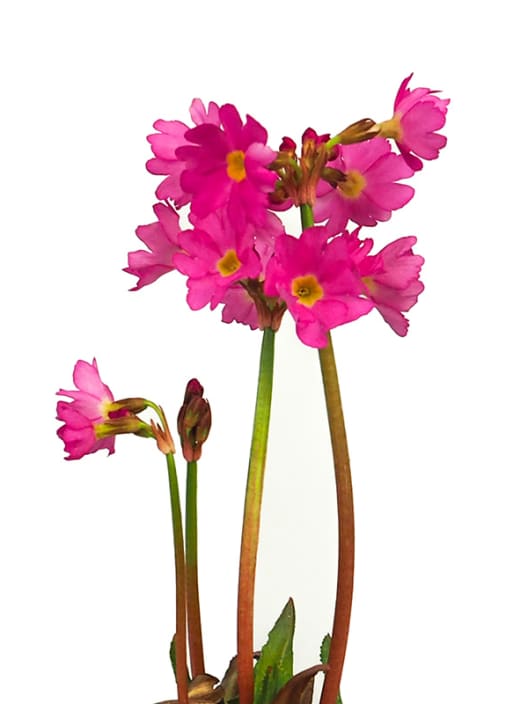 Primula rosea - Planta de orilla de estanque