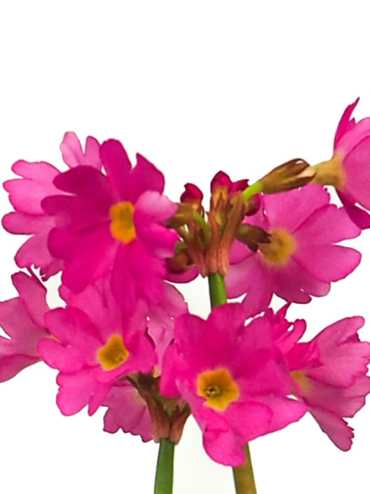 Primula rosea - Planta de orilla de estanque