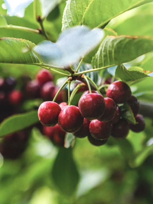 Cerezo "Lapins" (árbol frutal)