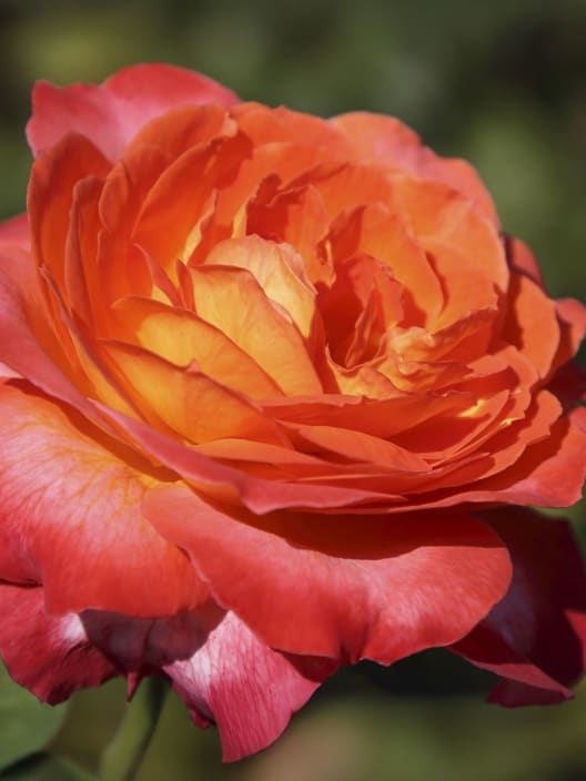 Rosal 'Betina'
