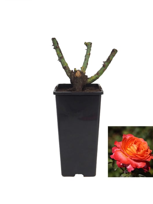 Rosal 'Betina'