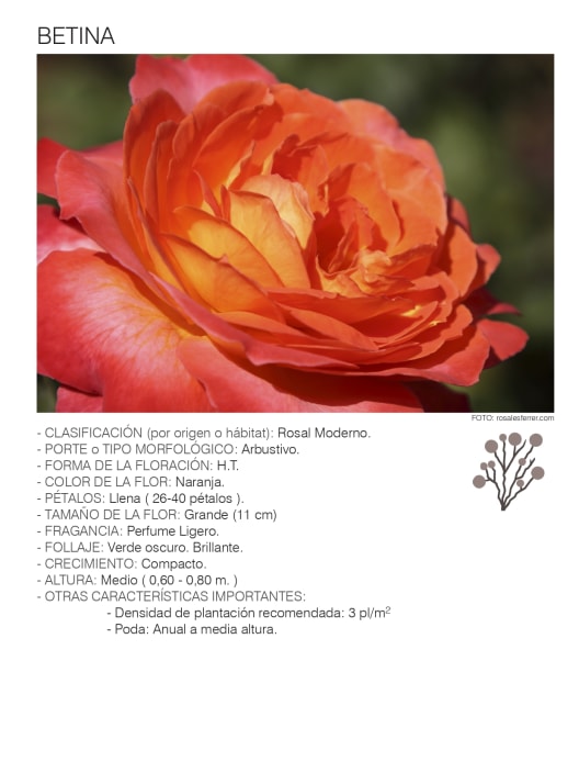 Rosal 'Betina'