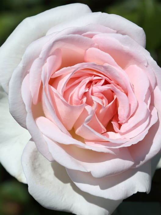 Rosal andre le notre 2 litros