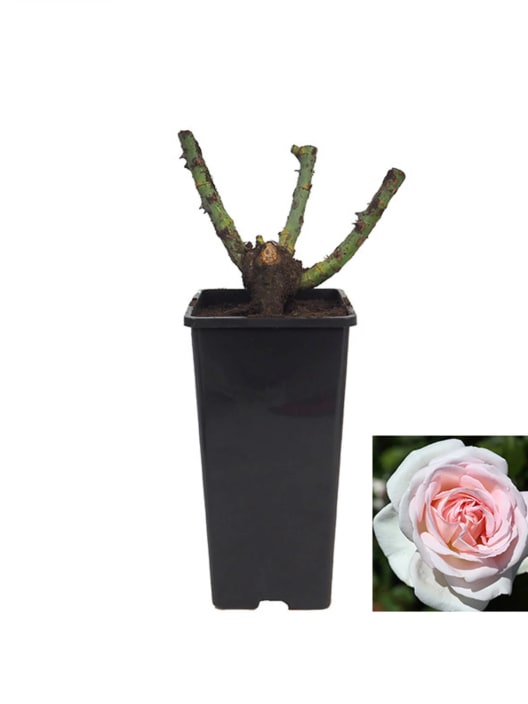 Rosal andre le notre 2 litros