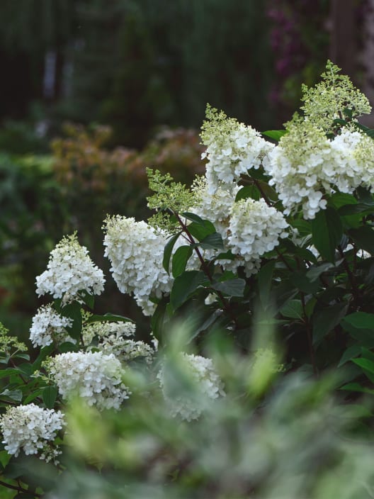 Hortensia de exterior paniculata