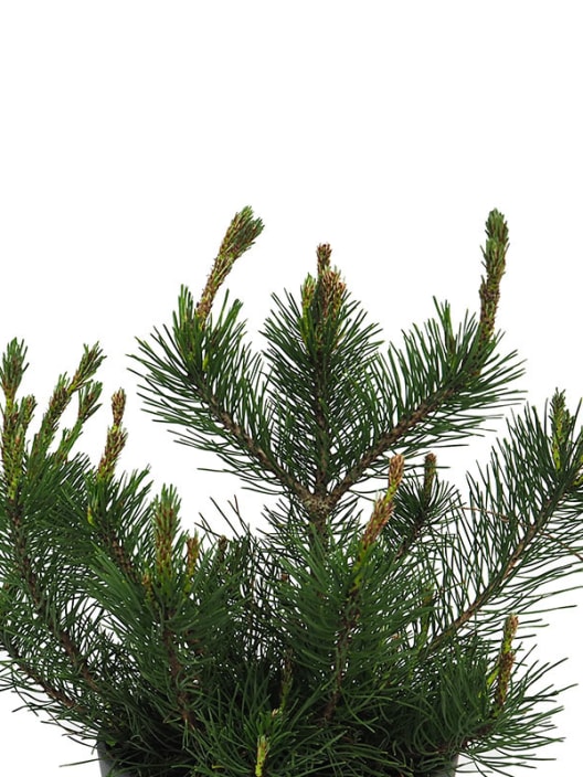 Pinus mugo (Pino enano)
