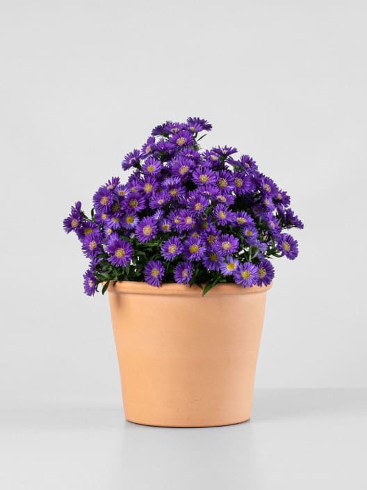 Aster novi-belgii