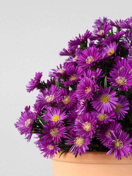 Aster novi-belgii