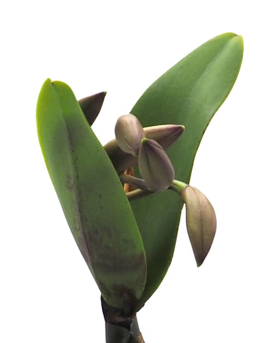 Orquídea Cattleya
