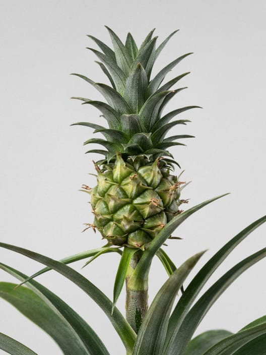 Ananas comosus 'Corona' (Planta de la Piña)