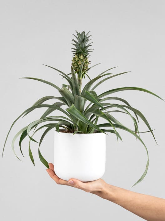 Ananas comosus 'Corona' (Planta de la Piña)