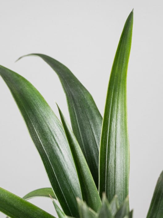 Ananas comosus (Planta de la Piña)