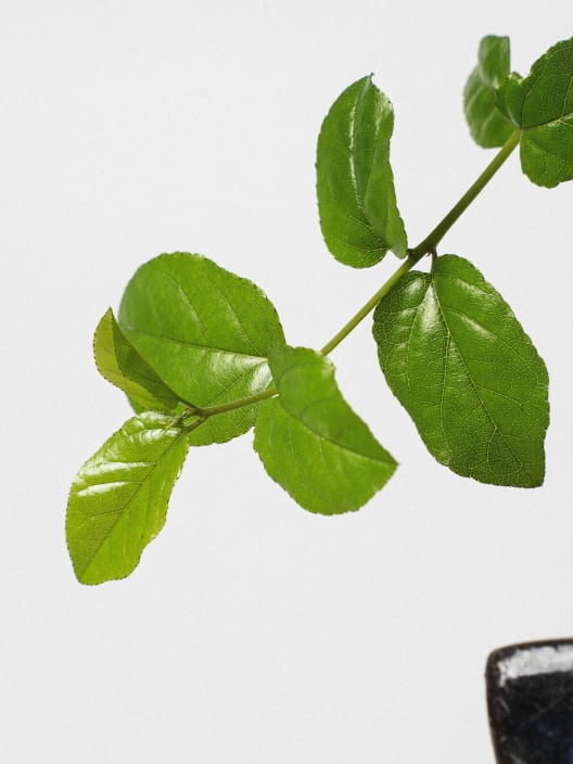 Bonsai Ciruelo dulce chino (Sageretia theezans)