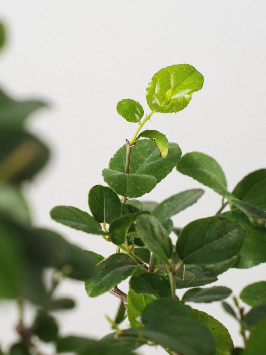 Bonsai Ciruelo dulce chino (Sageretia theezans)