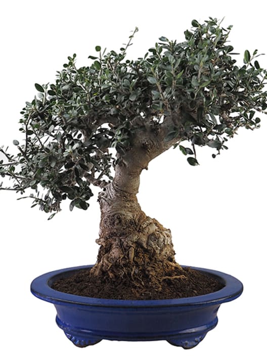 Bonsai Olivo silvestre (Olea oleaster)