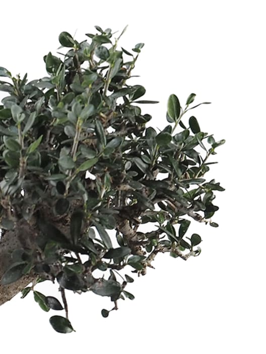 Bonsai Olivo silvestre (Olea oleaster)