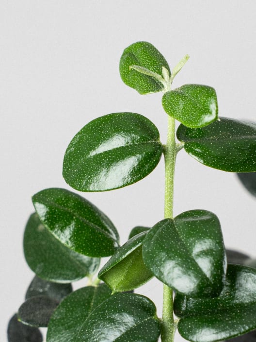 Bonsai Olivo silvestre (Olea oleaster)