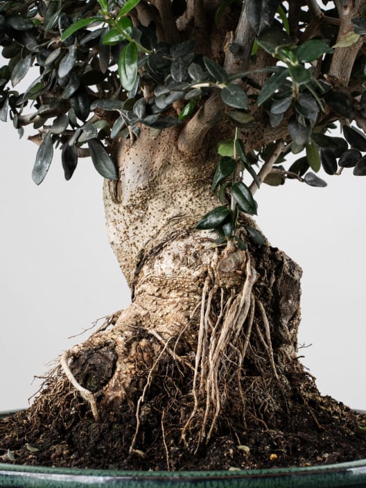 Bonsai Olivo silvestre (Olea oleaster)