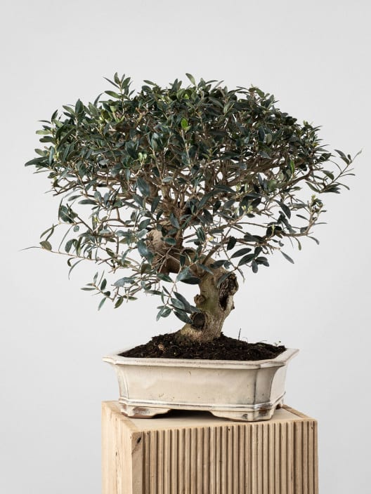 Bonsai Olivo silvestre (Olea oleaster)
