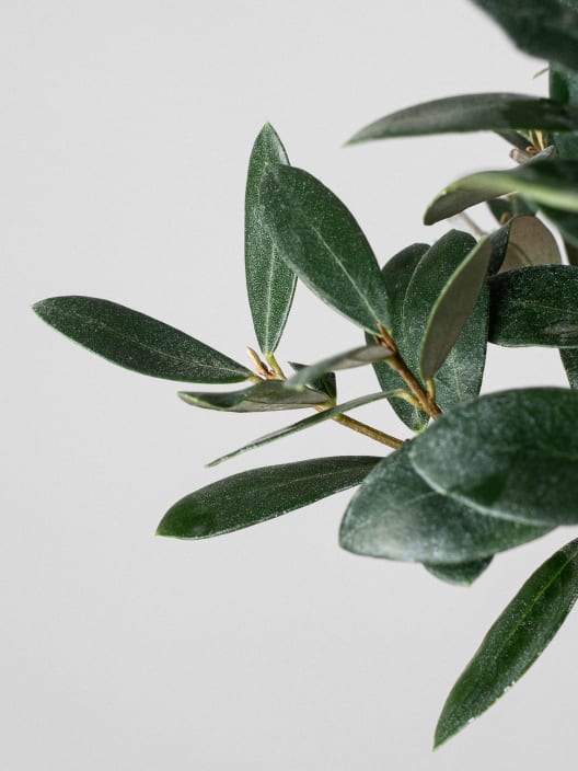 Bonsai Olivo silvestre (Olea oleaster)