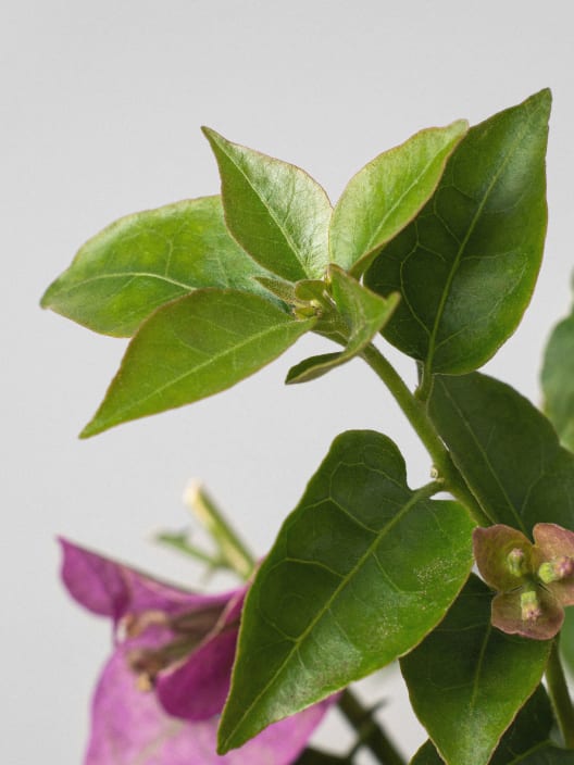 Bougainvillea glabra 'Sanderiana' - Bola