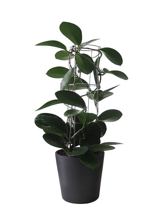 Hoya australis