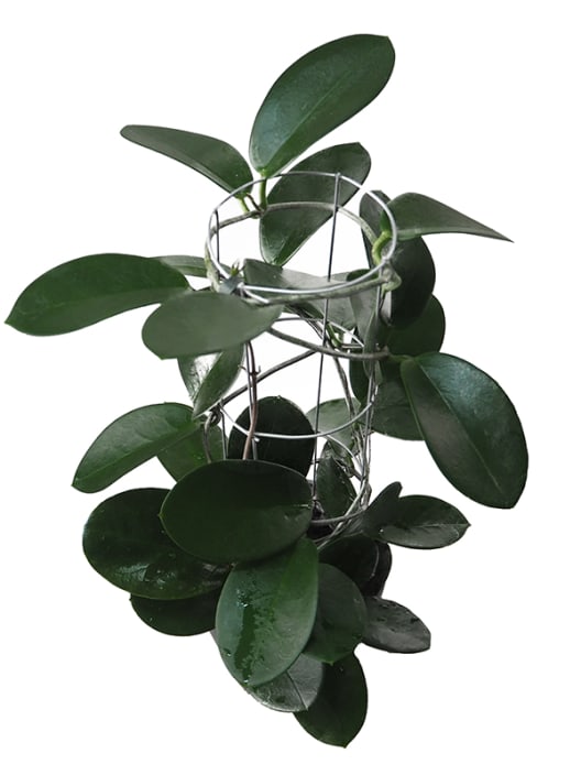Hoya australis