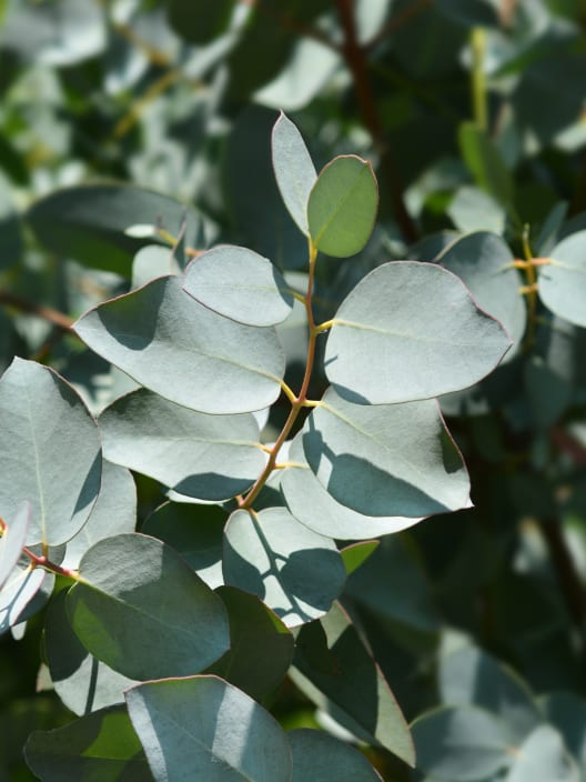 Eucalyptus gunnii
