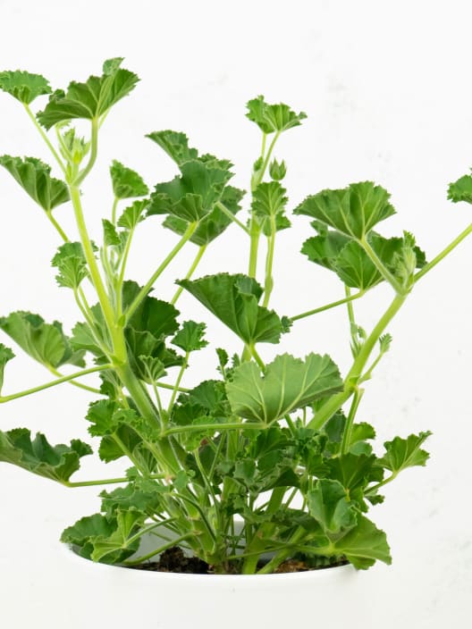 Geranio aromático (Pelargonium graveolens)