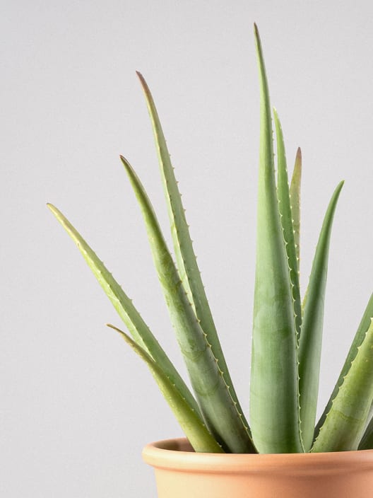 Aloe vera