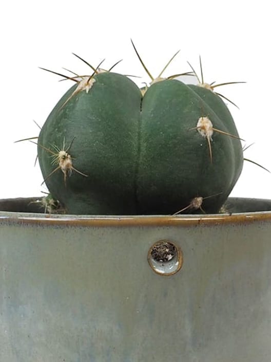 Cactus (variados)