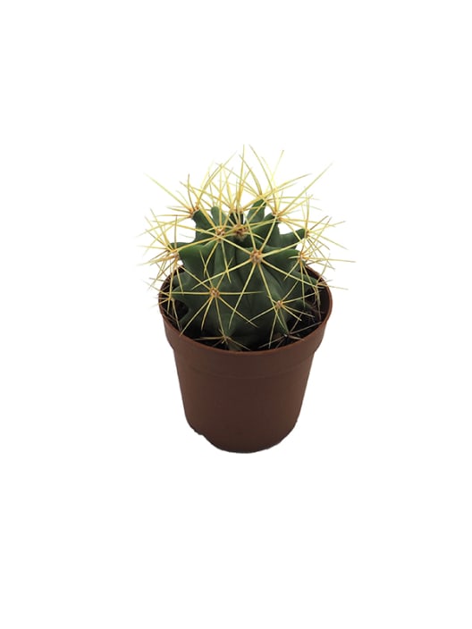 Cactus (variados)