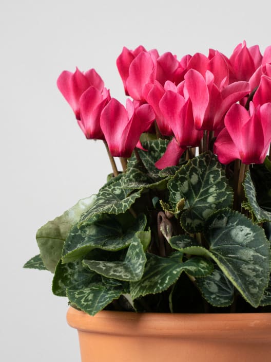 Cyclamen mini (varios colores)