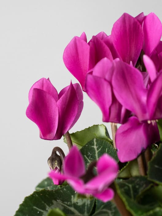 Cyclamen mini (varios colores)