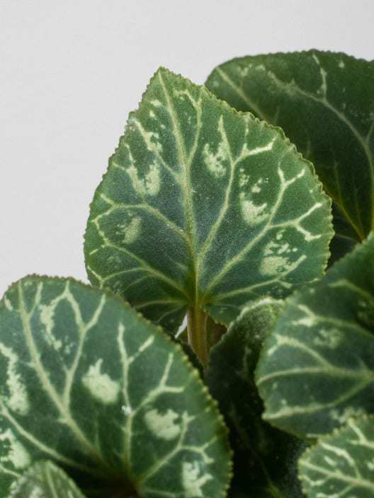 Cyclamen mini (varios colores)