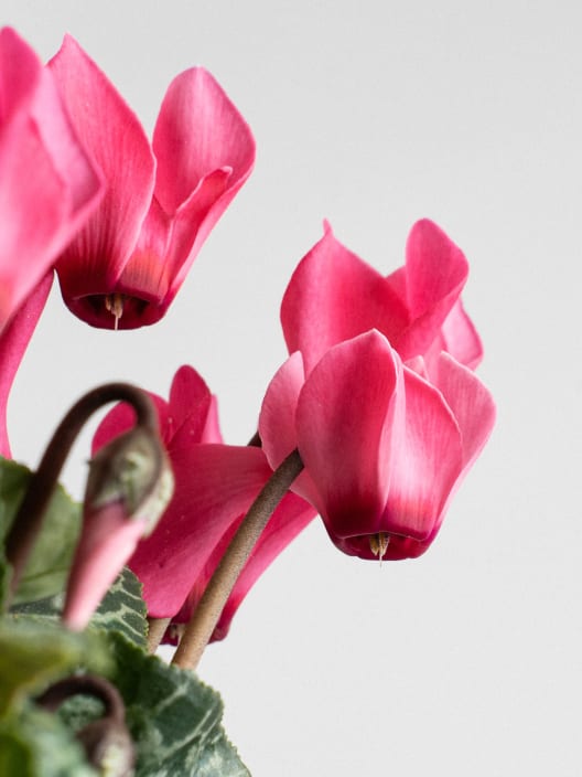 Cyclamen mini (varios colores)
