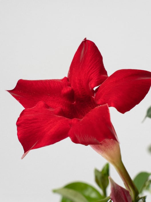 Dipladenia Mandevilla (doble arco)