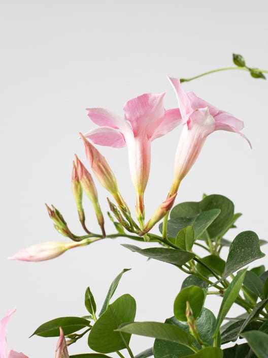 Dipladenia Mandevilla (arbustiva)