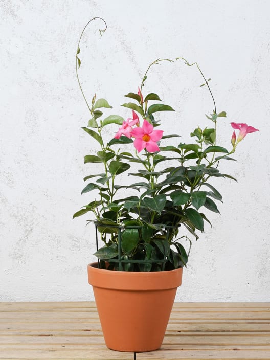 Dipladenia Mandevilla (arbustiva)