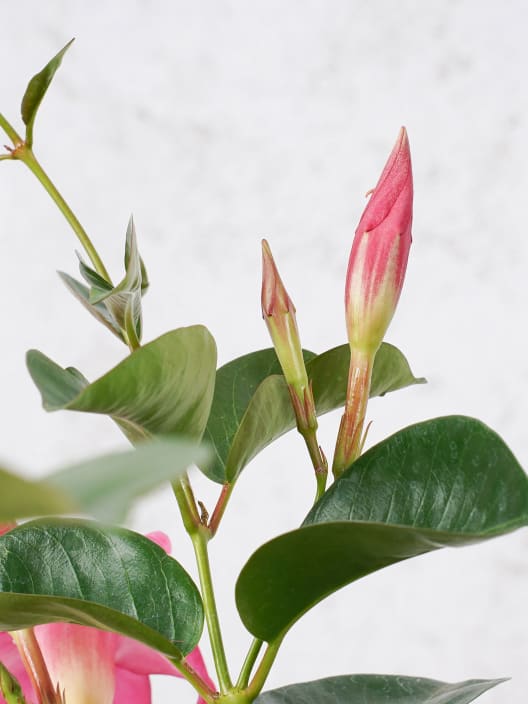Dipladenia Mandevilla (arbustiva)