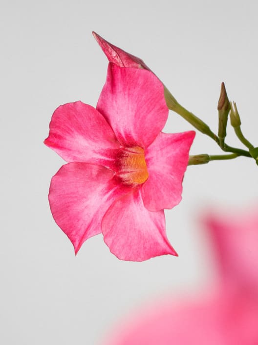 Dipladenia Mandevilla (arbustiva)
