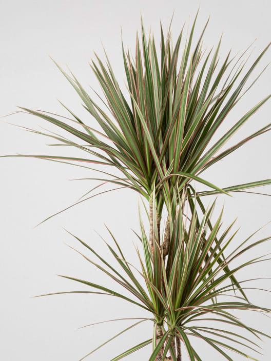 Dracaena marginata 'Bicolor'