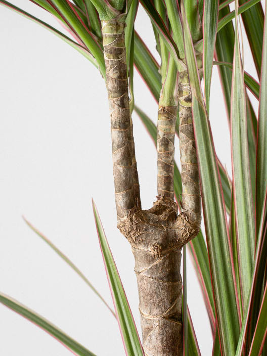 Dracaena marginata 'Bicolor'