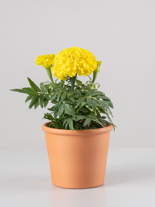 Tagetes erecta (Clavel de la india)