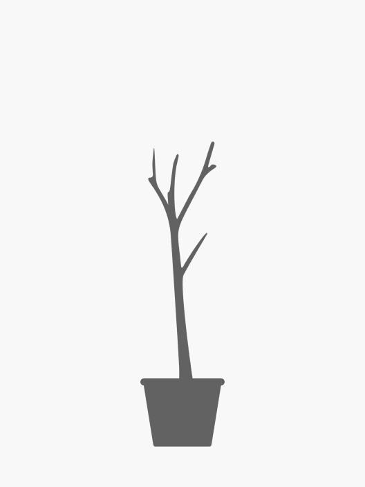 Eucalyptus gunnii