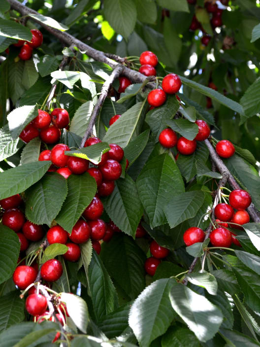 Cerezo 'Van' (Prunus avium)
